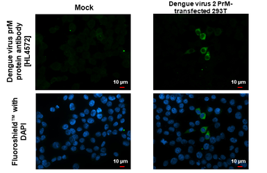 Anti-Dengue virus prM protein antibody [HL4572] used in Immunocytochemistry/ Immunofluorescence (ICC/IF). GTX644248